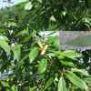 졸참나무(Quercus serrata Thunb. ex Murray) : 무심거사