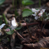 단풍제비꽃(Viola albida Palib. var. takahashii (Makino) Nakai) : 통통배