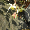 삼지구엽초(Epimedium koreanum Nakai) : habal
