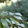 비쭈기나무(Cleyera japonica Thunb.) : 봄까치꽃