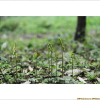 산꽃고사리삼(Botrychium japonicum (Prantl) Underw.) : 무심거사