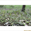 산꽃고사리삼(Botrychium japonicum (Prantl) Underw.) : 무심거사