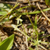 병아리방동사니(Cyperus hakonensis Franch. & Sav.) : habal