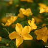 황매화(Kerria japonica (L.) DC. for. japonica) : 별꽃