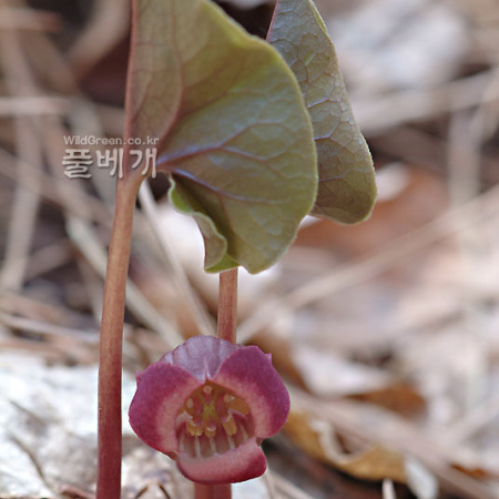 자주족도리풀(Asarum koreanum (J.Kim & C.Yook) B.U.Oh & J.K.Kim) : 가야
