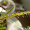 긴잎끈끈이주걱(Drosera anglica Huds.) : 박용석