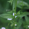 주걱개망초(Erigeron strigosus Muhl. ex Willd.) : 카르마