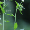 주걱개망초(Erigeron strigosus Muhl. ex Willd.) : 카르마