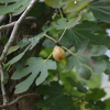 무화과나무(Ficus carica L.) : 무심거사