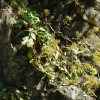 돌마타리(Patrinia rupestris (Pall.) Juss.) : 추풍