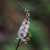촛대승마(Actaea simplex (DC.) Wormsk. ex Prantl) : 산들꽃