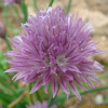 산파(Allium maximowiczii Regel) : 설뫼