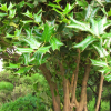 호랑가시나무(Ilex cornuta Lindl. & Paxton) : 꽃천사