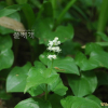 두루미꽃(Maianthemum bifolium (L.) F.W.Schmidt) : 세임