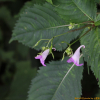 꼬마물봉선(Impatiens violascens B.U.Oh & Y.Y. Kim) : 산들꽃