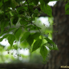 나래회나무(Euonymus macropterus Rupr.) : 통통배