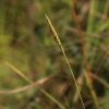 쇠보리(Ischaemum aristatum L. var. glaucum (Honda) T.Koyama) : 산들꽃