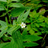 지치(Lithospermum murasaki Siebold) : 노루발