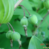 왕둥굴레(Polygonatum robustum (Korsh.) Nakai) : 통통배