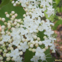 덧잎가막살나무 : 봄까치꽃