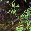 까치고들빼기(Crepidiastrum chelidoniifolium (Makino) J.H.Pak & Kawano) : 꽃사랑