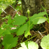 세잎종덩굴(Clematis koreana Kom.) : 설뫼*