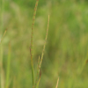 쇠치기풀(Hemarthria sibirica (Gand.) Ohwi) : 무심거사