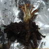 가지더부살이(Phacellanthus tubiflorus Siebold & Zucc.) : 晴嵐