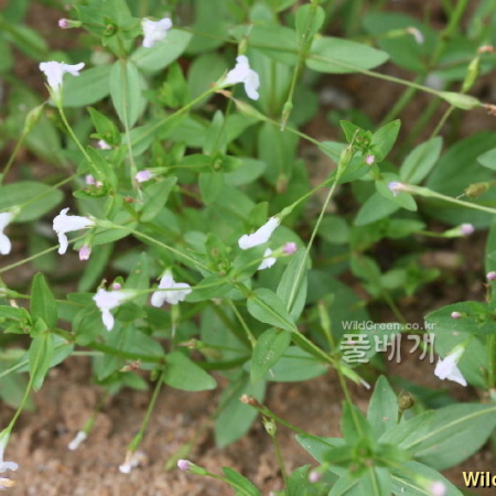 가는미국외풀(Lindernia dubia (L.) Pennell var. anagallidea (Michx.) Cooperr.) : johan