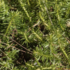 뱀톱(Huperzia serrata (Thunb.) Trevis.) : habal