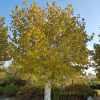 양버즘나무(Platanus occidentalis L.) : 현촌