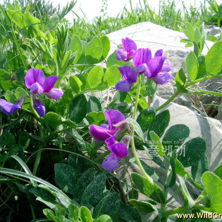 갯완두(Lathyrus japonicus Willd.) : 들꽃사랑
