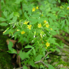 까치고들빼기(Crepidiastrum chelidoniifolium (Makino) J.H.Pak & Kawano) : 둥근바위솔