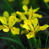 노랑붓꽃(Iris koreana Nakai) : habal