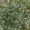 개지치(Lithospermum arvense L.) : 도리뫼