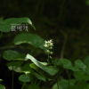 두루미꽃(Maianthemum bifolium (L.) F.W.Schmidt) : 푸른마음