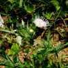 엉겅퀴(Cirsium japonicum Fisch. ex DC. var. maackii (Maxim.) Matsum.) : 풀배낭