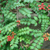 초피나무(Zanthoxylum piperitum (L.) DC.) : Hanultari
