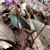 자주잎제비꽃(Viola violacea Makino) : kplant1