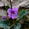 자주잎제비꽃(Viola violacea Makino) : kplant1