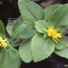 태백기린초(Phedimus latiovalifolius (Y.N.Lee) D.C.Son & H.J.Kim) : 산들꽃