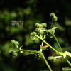 참반디(Sanicula chinensis Bunge) : 여울목