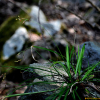 녹빛사초(Carex quadriflora (Kuk.) Ohwi) : 도리뫼