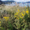 양미역취(Solidago altissima L.) : 현촌