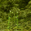 장대냉이(Berteroella maximowiczii (Palib.) O.E.Schulz) : 산들꽃