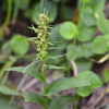 개제비란(Coeloglossum viride var. bracteatum (Willd.) Rich.) : 통통배