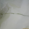 실말(Potamogeton pusillus L.) : 설뫼