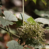 병조희풀(Clematis urticifolia Nakai ex Kitag.) : 도리뫼