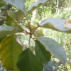 큰보리장나무(Elaeagnus × submacrophylla Servett.) : 봄까치꽃