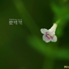 밭뚝외풀(Lindernia procumbens (Krock.) Borbas) : 청암